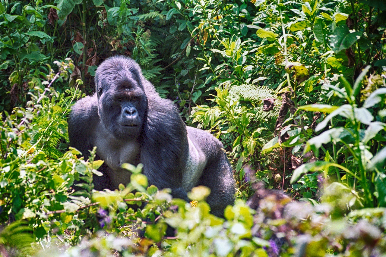 Ruanda Tura i Safari
